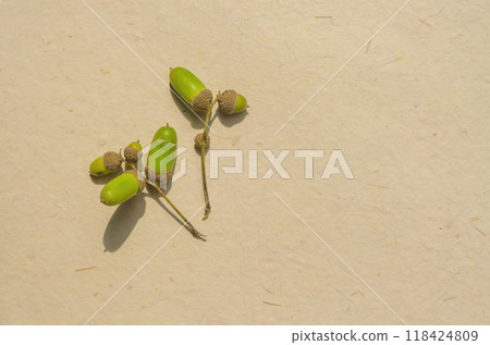 green acorns on beige background . High quality photo green acorns on beige background . High quality photo 118424809