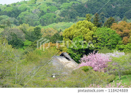 日立不動木山 2024-4-21 #54 日立不動木山 2024-4-21 #54 118424889