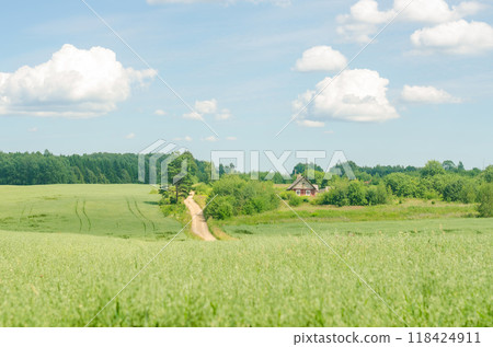 Footpath through a wheat agricultural field to the horizon and wooden red house. High quality photo Footpath through a wheat agricultural field to the horizon and wooden red house. High quality photo 118424911