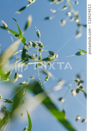 wild grass bottom view on the blue sky background . High quality photo 118424913
