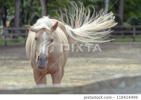 牧場上的馬 118424999