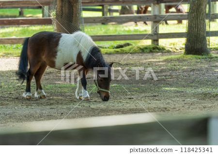 Horses eating grass at a farm 118425341