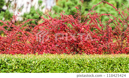 Many red fruits on the branches of a cotoneaster horizontalis bush in the garden in autumn. Natural background 118425424