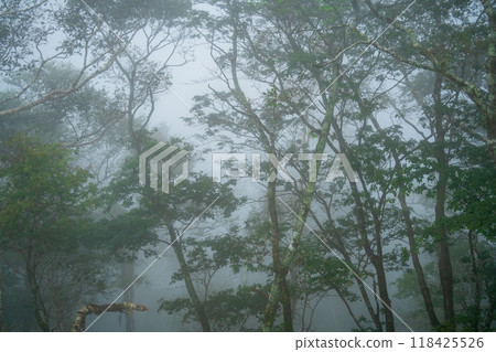 Forest wrapped in fog Forest wrapped in fog 118425526