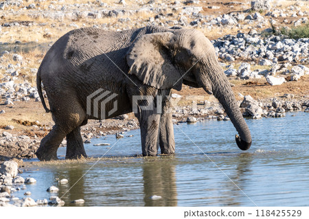 African Elephant in Etosha African Elephant in Etosha 118425529