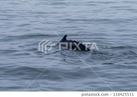 Whale surfacing in Walvis Bay 118425531
