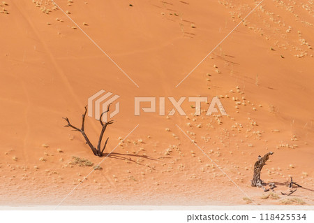 Dead Trees in Deadvlei 118425534