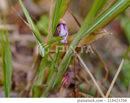 A parasitic plant of the Orobanchaceae family, Miscanthus sinensis, on the roots of the grass family, Miscanthus sinensis 118425706