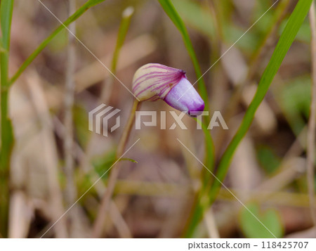 禾本科寄生植物，寄生在芒草的根部。 118425707