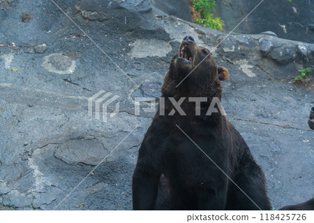 Bear wanting food 118425726