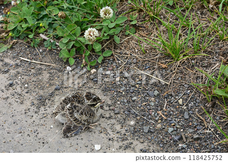 百靈寶寶 118425752