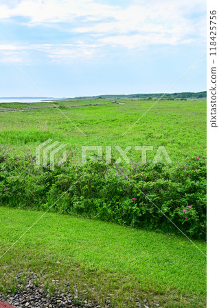 Wakka Wild Flower Garden 118425756