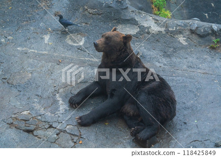 熊想要食物 118425849