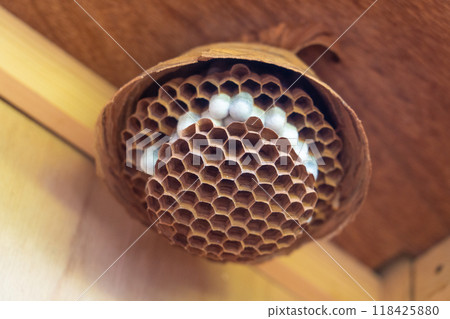  honeycomb 118425880