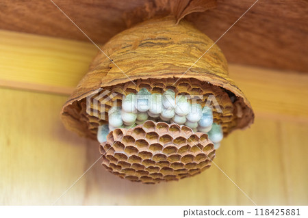 honeycomb honeycomb 118425881