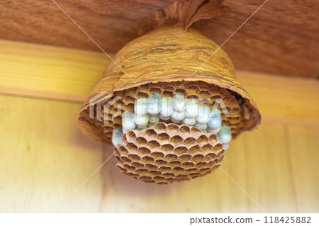 honeycomb honeycomb 118425882