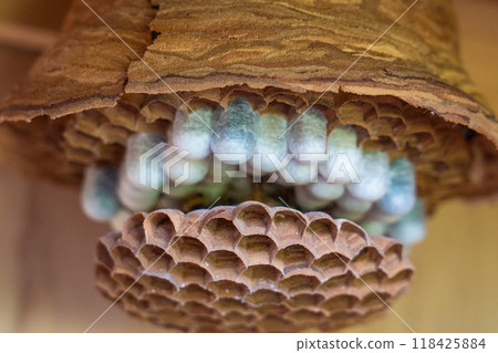honeycomb honeycomb 118425884