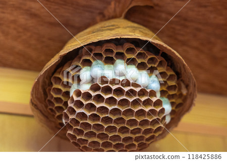 honeycomb honeycomb 118425886