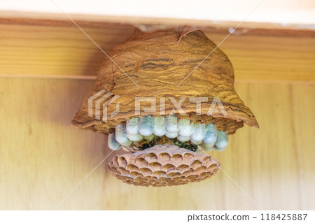 honeycomb honeycomb 118425887