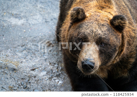 Ferocious Bear 118425934