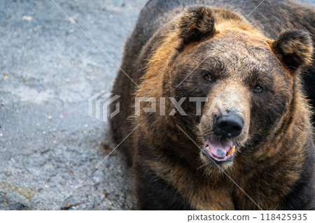 Bear wanting food 118425935