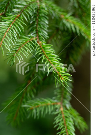 Pine trees. Green background. Christmas tree needles Pine trees. Green background. Christmas tree needles 118425963