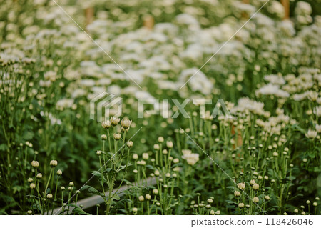 Close-up of numerous white flowers blooming among green foliage in a serene garden environment, capturing nature's beauty and tranquility 118426046