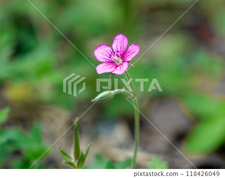 Medicinal herb - Geranium geranium with red flowers Medicinal herb - Geranium geranium with red flowers 118426049