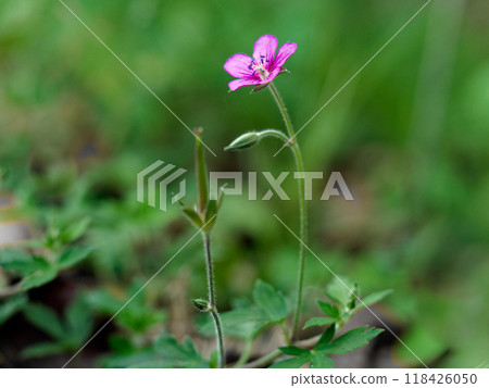 Medicinal herb - Geranium geranium with red flowers Medicinal herb - Geranium geranium with red flowers 118426050