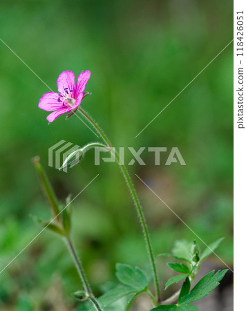 Medicinal herb - Geranium geranium with red flowers Medicinal herb - Geranium geranium with red flowers 118426051