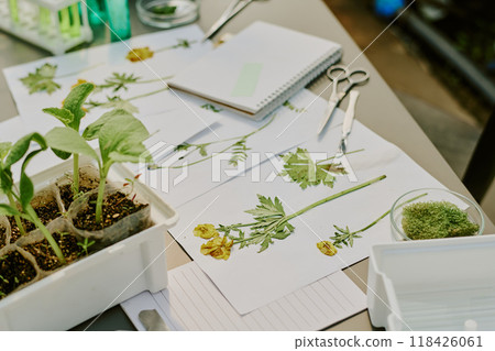 Hands documenting and observing freshly picked and rooted plants on desk. Various tools like scissors, notebook, and test tubes are scattered around with focus on plant life 118426061