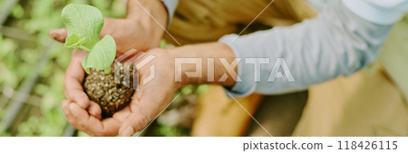 Hands carefully holding young seedling, ready for planting in a garden soil bed. Person wearing long-sleeved shirt, surrounded by many small plants Hands carefully holding young seedling, ready for planting in a garden soil bed. Person wearing long-sleeved shirt, surrounded by many small plants 118426115