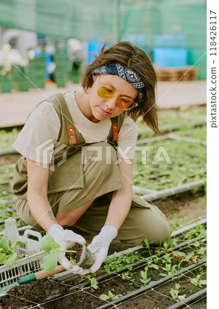 Woman planting seedlings in greenhouse, wearing protective gloves and headscarf while concentrating on task. Young gardener nurturing plants in garden environment Woman planting seedlings in greenhouse, wearing protective gloves and headscarf while concentrating on task. Young gardener nurturing plants in garden environment 118426117