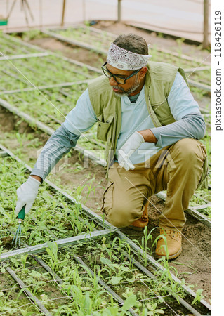 Man tending to vegetable plants in greenhouse environment, wearing gardening gloves and bandana, using garden fork to care for seedlings 118426119