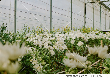 Extensive view of numerous white flowers flourishing inside a greenhouse with green stems and leaves creating an organic, lush environment without any people in sight Extensive view of numerous white flowers flourishing inside a greenhouse with green stems and leaves creating an organic, lush environment without any people in sight 118426168