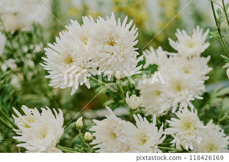 White chrysanthemums blooming beautifully in outdoor garden setting, showcasing vibrant petals and lush green leaves amidst natural backdrop and serene atmosphere White chrysanthemums blooming beautifully in outdoor garden setting, showcasing vibrant petals and lush green leaves amidst natural backdrop and serene atmosphere 118426169