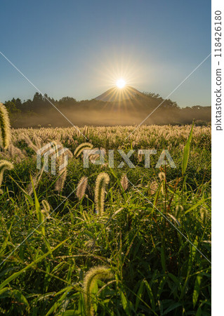[Diamond Fuji] Diamond Fuji and the Shiba grass seen from the Inokashira area of Asagiri Plateau in early autumn [Shizuoka Prefecture] 118426180