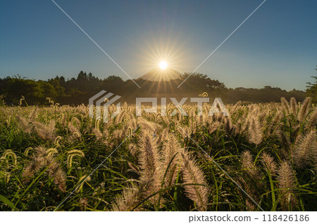 [Diamond Fuji] Diamond Fuji and the Shiba grass seen from the Inokashira area of Asagiri Plateau in early autumn [Shizuoka Prefecture] 118426186