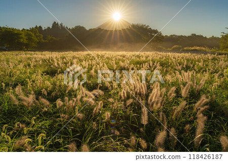 [Diamond Fuji] Diamond Fuji and the Shiba grass seen from the Inokashira area of Asagiri Plateau in early autumn [Shizuoka Prefecture] 118426187