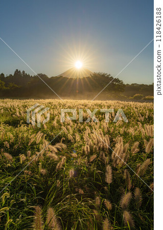 [Diamond Fuji] Diamond Fuji and the Shiba grass seen from the Inokashira area of Asagiri Plateau in early autumn [Shizuoka Prefecture] 118426188