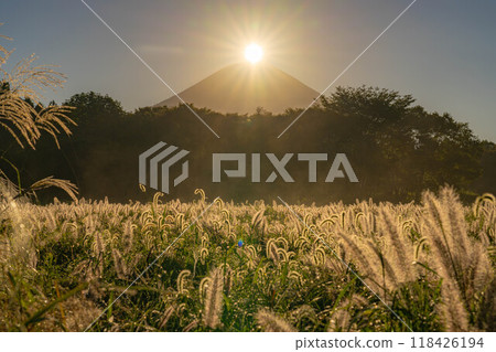 [Diamond Fuji] Diamond Fuji and the Shiba grass seen from the Inokashira area of Asagiri Plateau in early autumn [Shizuoka Prefecture] 118426194