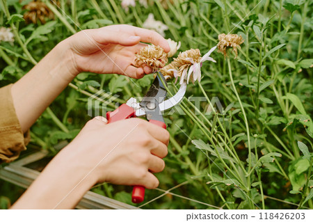 Closeup showing hands holding pruning shears while trimming dried flowers from plant stems in a greenhouse garden setting filled with greenery and plants Closeup showing hands holding pruning shears while trimming dried flowers from plant stems in a greenhouse garden setting filled with greenery and plants 118426203