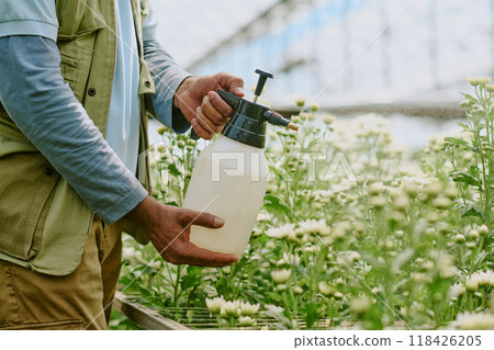 Person holding misting bottle in greenhouse, spraying plants for hydration using gentle misting technique. Depicts cultivation processes in controlled horticultural environments 118426205