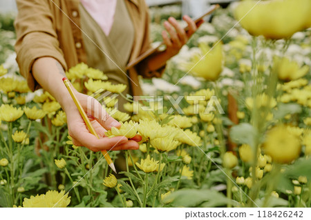 Person holding clipboard and pencil while examining yellow chrysanthemums in garden, focusing on flower details and documenting crucial information on clipboard 118426242