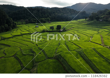 Rice field aerial view In the evening 118426382