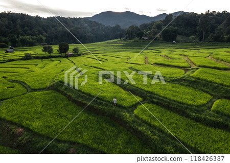 Rice field aerial view In the evening 118426387