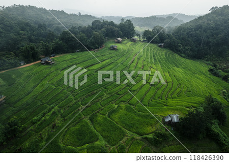 Aerial view of the rice fields In the rainy season Aerial view of the rice fields In the rainy season 118426390