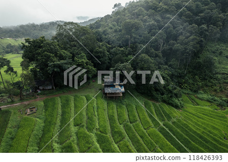 Aerial view of the rice fields In the rainy season Aerial view of the rice fields In the rainy season 118426393