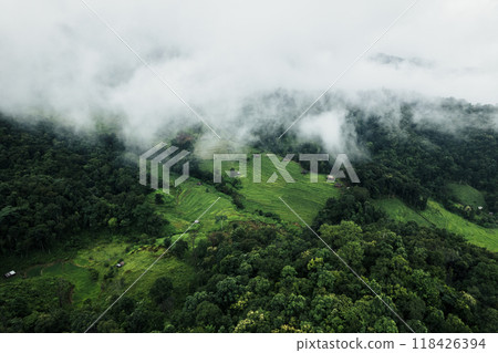 Aerial view of the rice fields In the rainy season 118426394