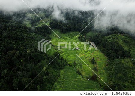 Aerial view of the rice fields In the rainy season 118426395
